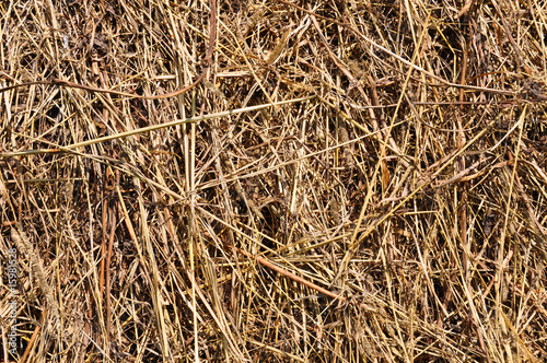 Straw - Hay texture background