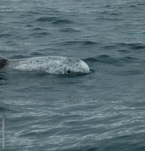 risso´s dolphins - grampus griseus in azores islands