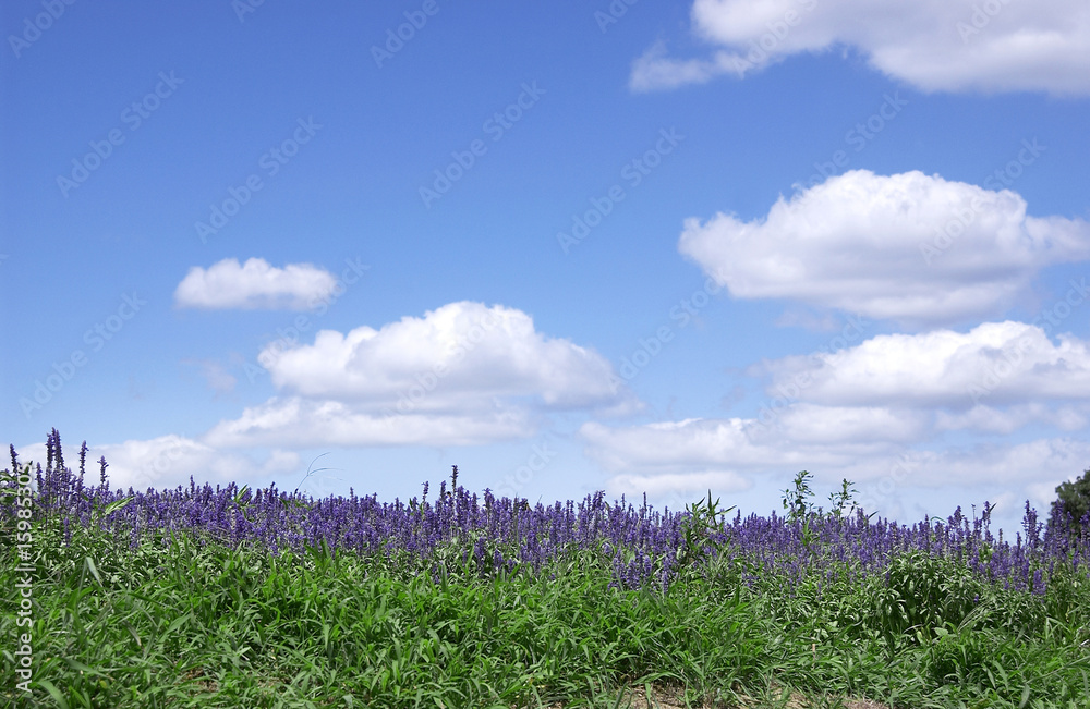 Obraz premium ラベンダー