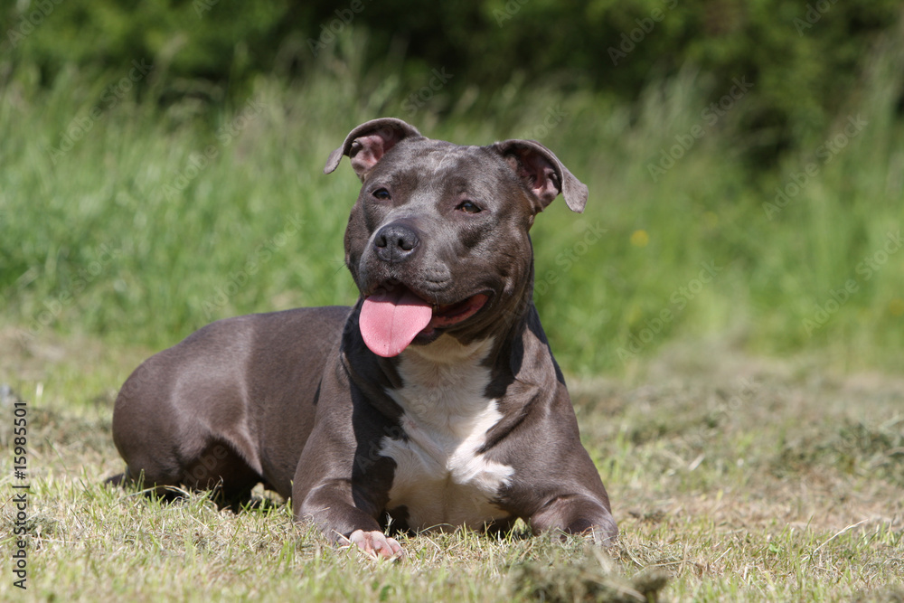 repos pour l'american staffordshire terrier après la course