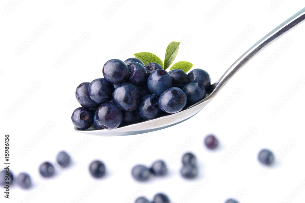 bilberry bilberry