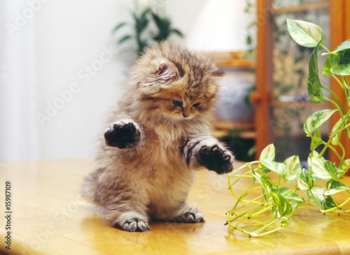 立ちポーズの子猫 photo