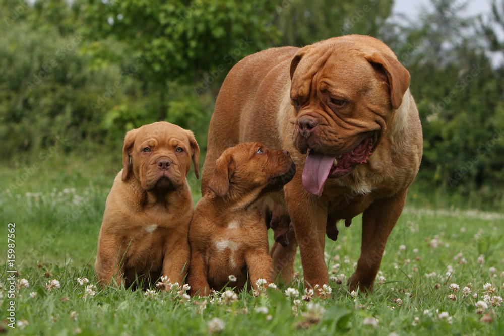 famille dogue de bordeaux dans le jardin.tendresse, calin famille dogue de bordeaux dans le jardin.tendresse, calin