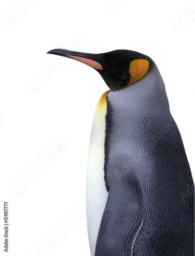 Isolated emperor penguin with clipping path
