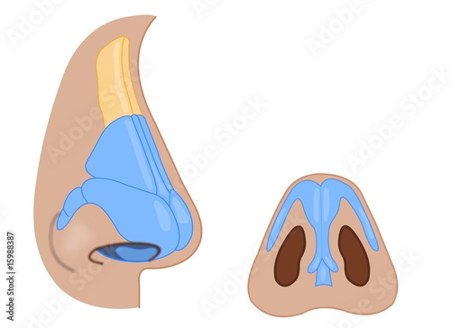 nose external anatomy