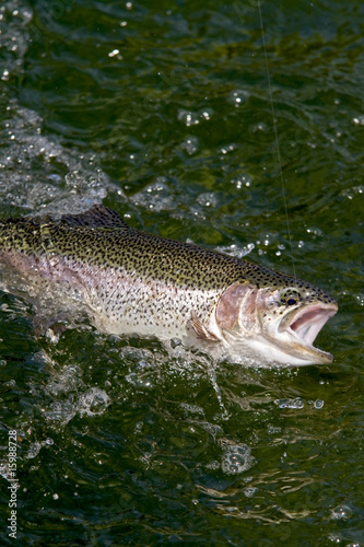 Fototapeta Naklejka Na Ścianę i Meble -  caught trout