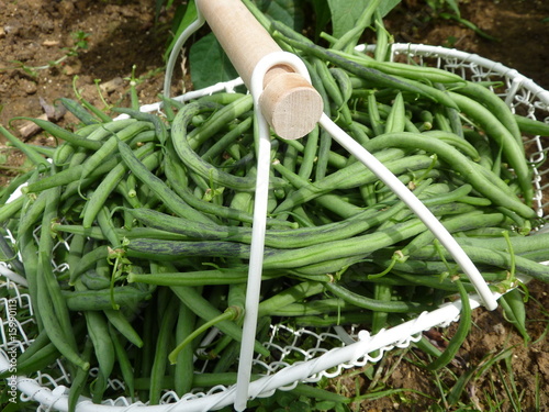 Photos haricots verts