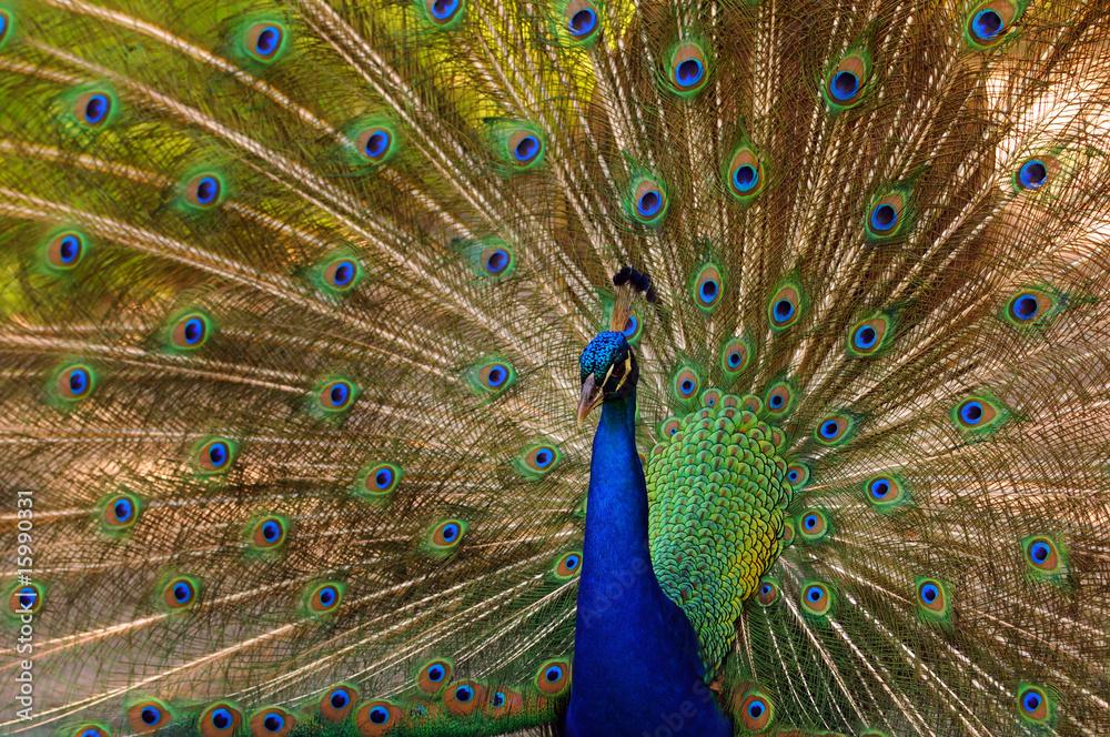 Obraz premium Male peacock