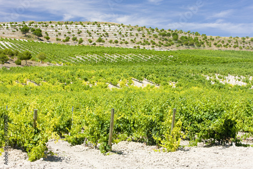 vineyard near Villabanez, Valladolid Province, Spain photo