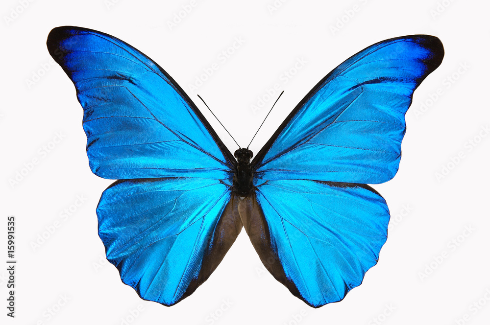 36 件の最適な モルフォ蝶 画像 ストック写真 ベクター Adobe Stock