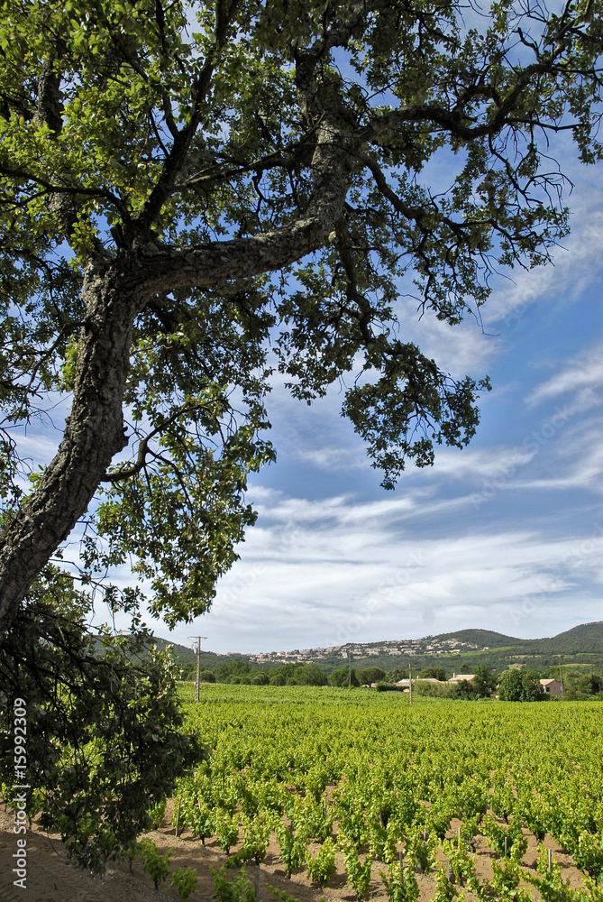 Fototapeta premium Vigne en France région méditerranéenne