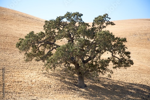 Oak Tree