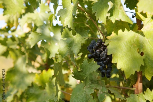 Grape in California vine