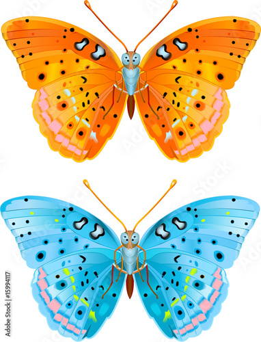 Two butterflies
