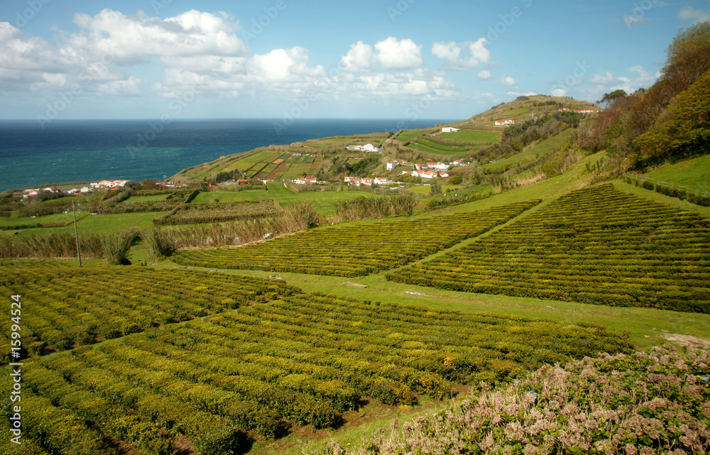 azores in a tea field at sao miguel island