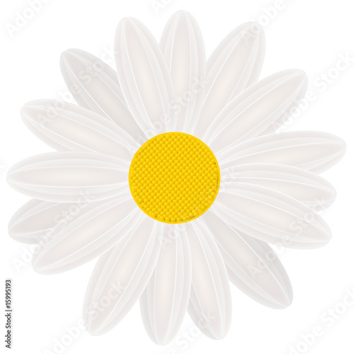 weiße Blume photo