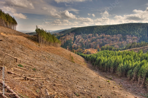 Obraz na płótnie kahlschlag herbst weit