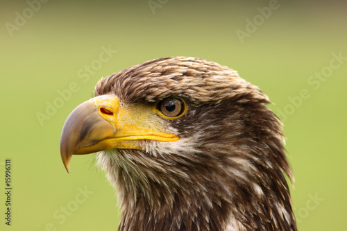 Portrait of young bald eagle