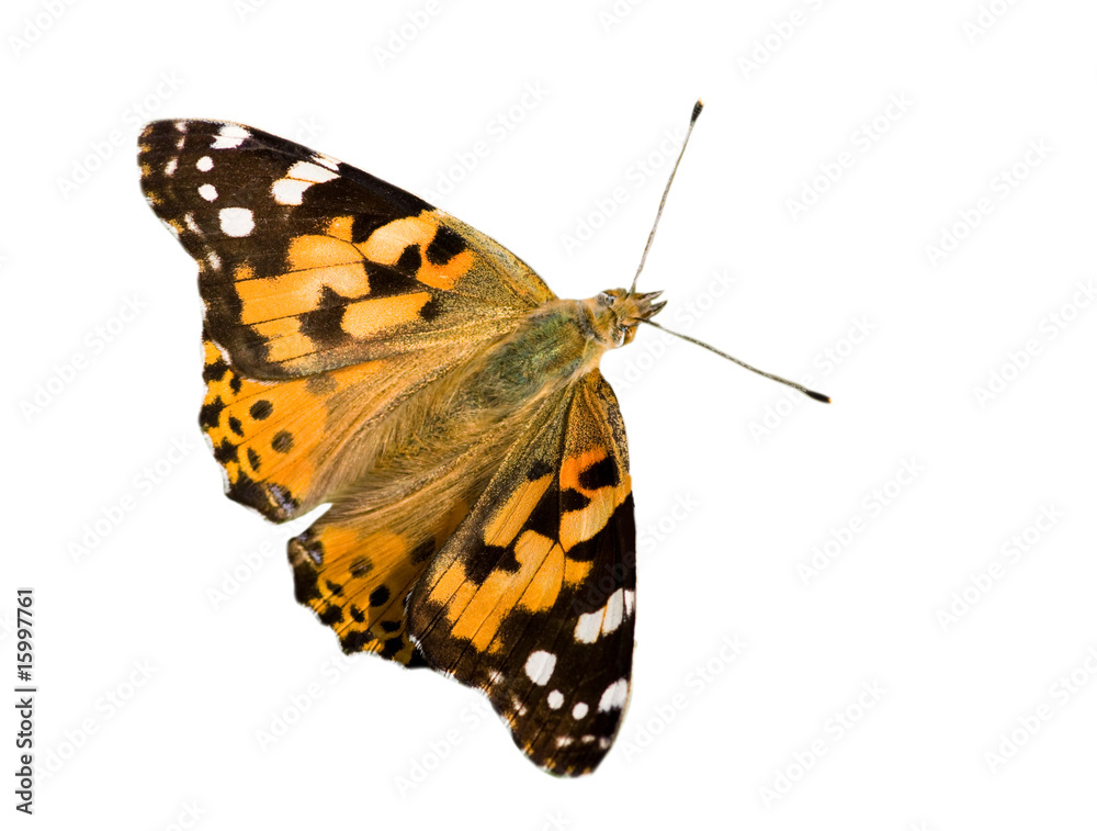 Fototapeta premium butterfly