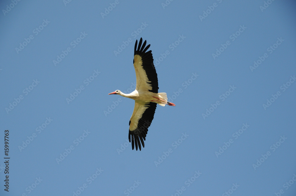 Naklejka premium Storch im flug