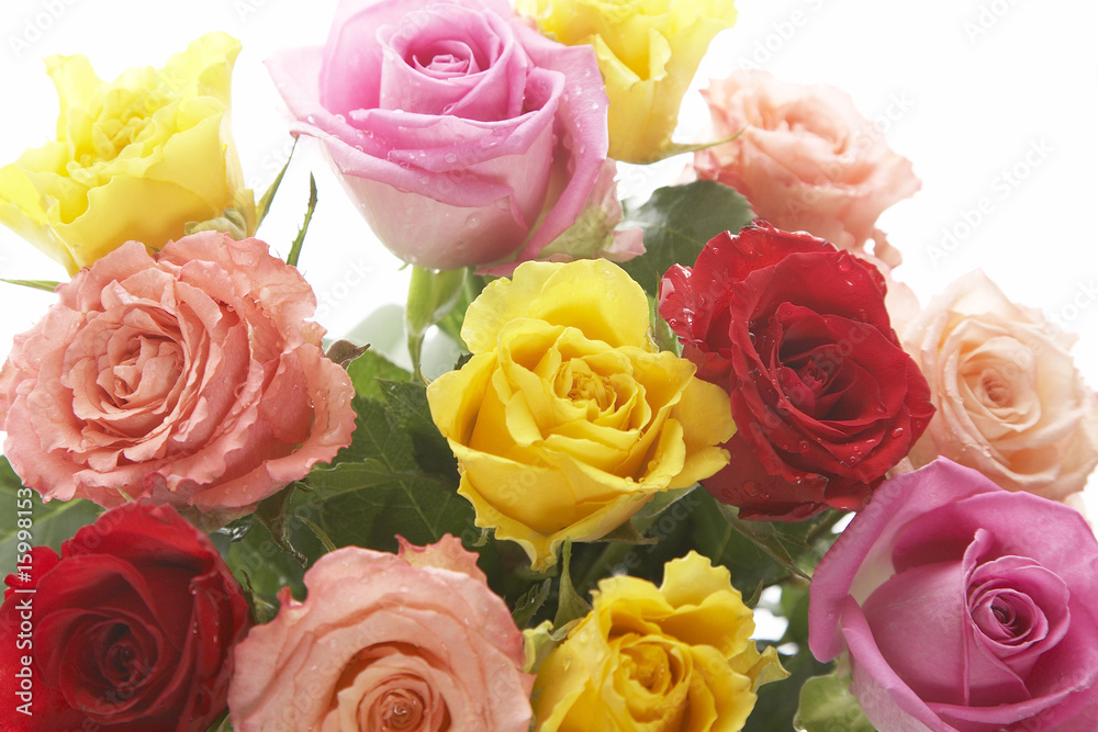 カラフルなバラの花 カラフルなバラの花
