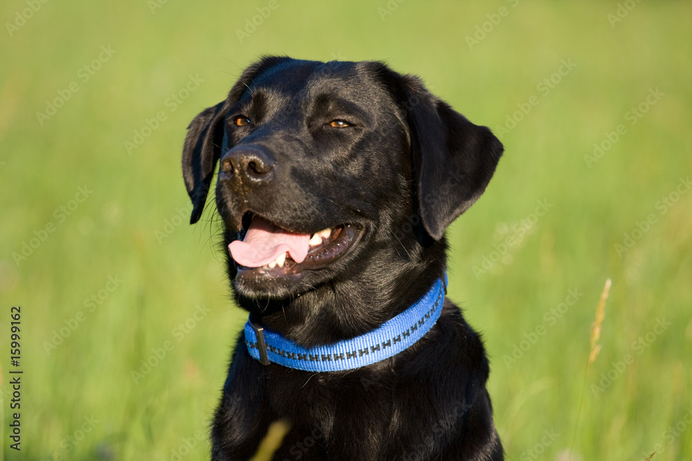 Labrador Portrait