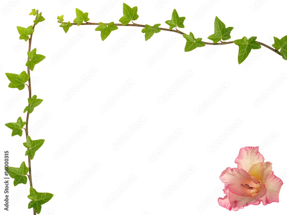 Fototapeta premium Flower frame