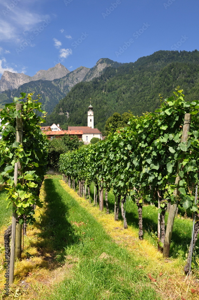 Fototapeta premium Jenins...le vignoble