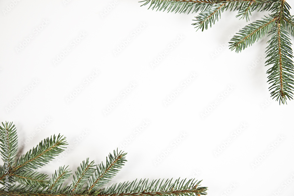 Obraz premium Spruce on the white background