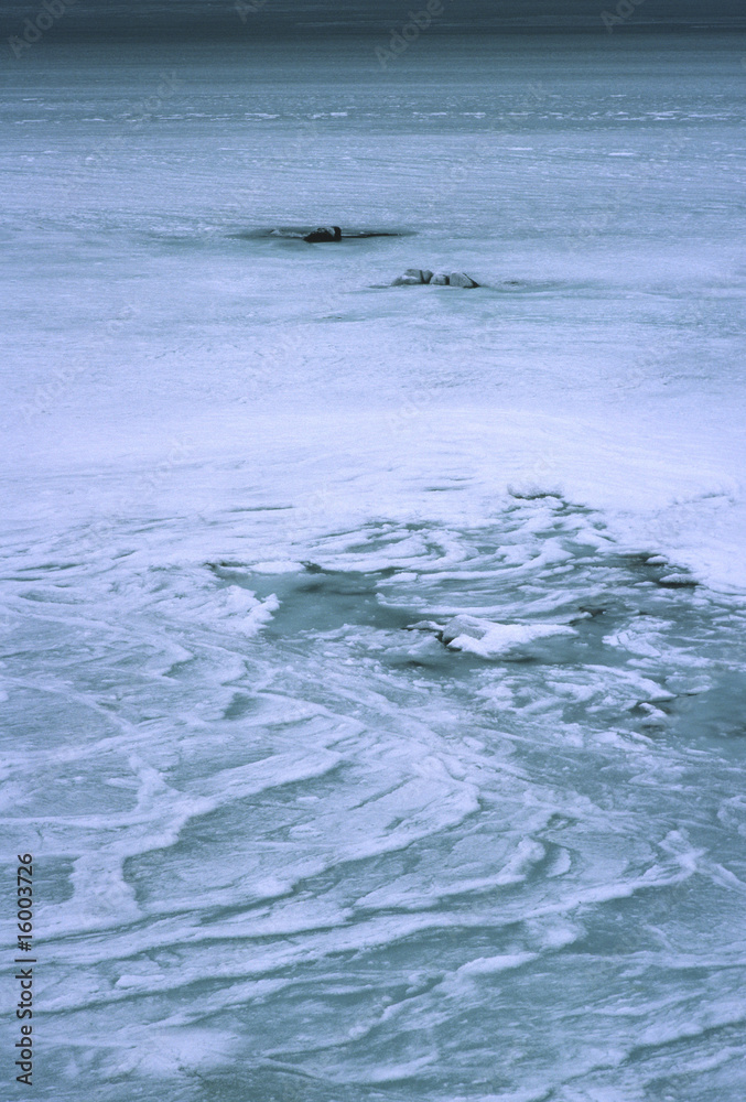 凍てつく海 凍てつく海