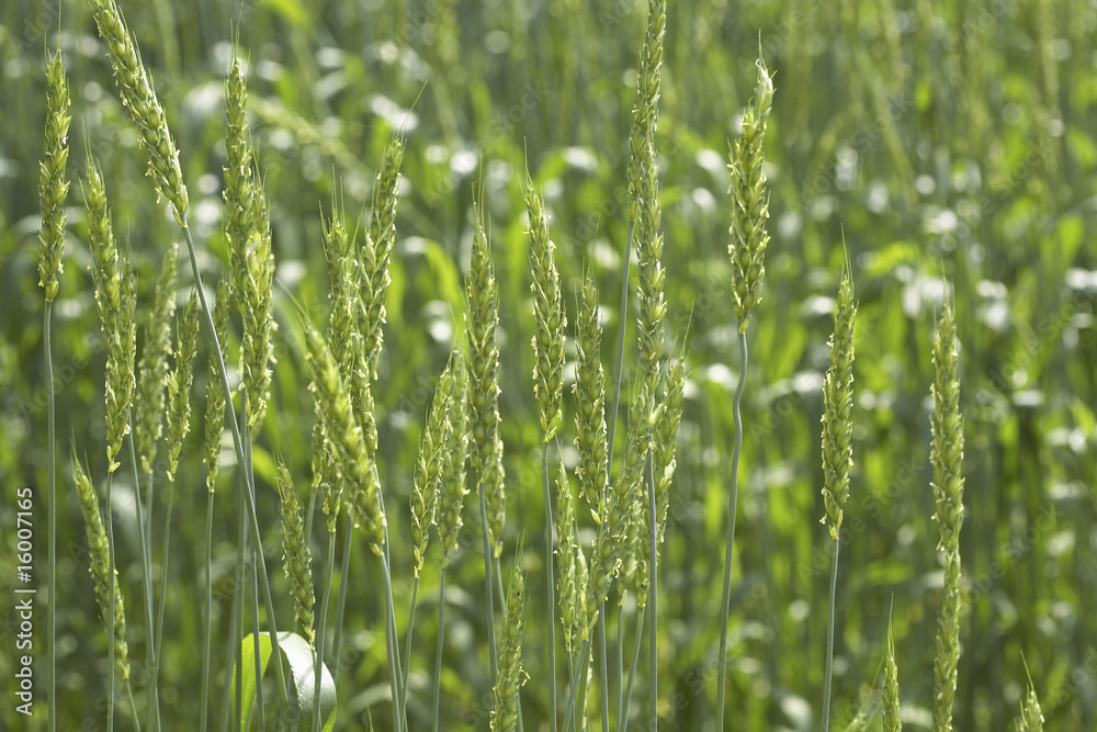 Obraz premium 小麦