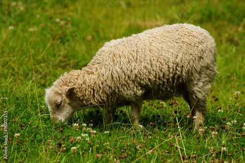 Εκτύπωση καμβά mouton d'Ouessant