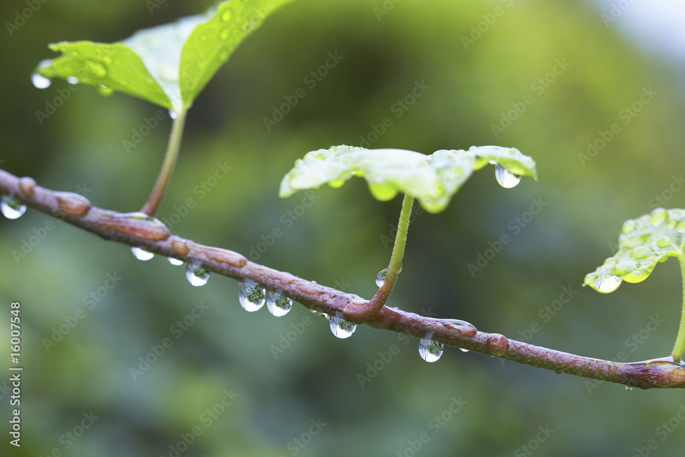 雨と植物 雨と植物