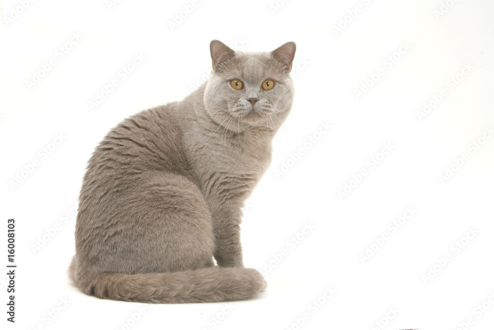Chat De Race British Shorthair Assis De Profil Tete Tournee Stock Photo Adobe Stock