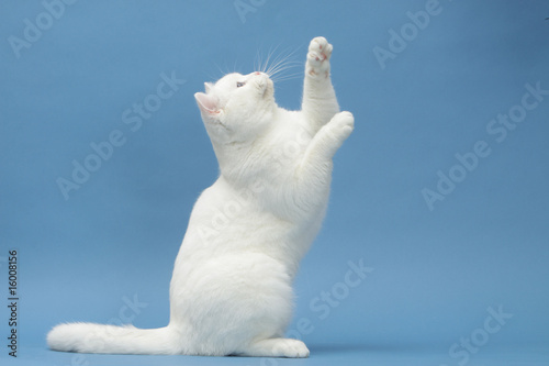 british shorthair blanc de profil dressé sur ses pattes arrières photo