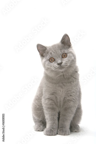 jeune chaton british shorthair gris assis de face en studio