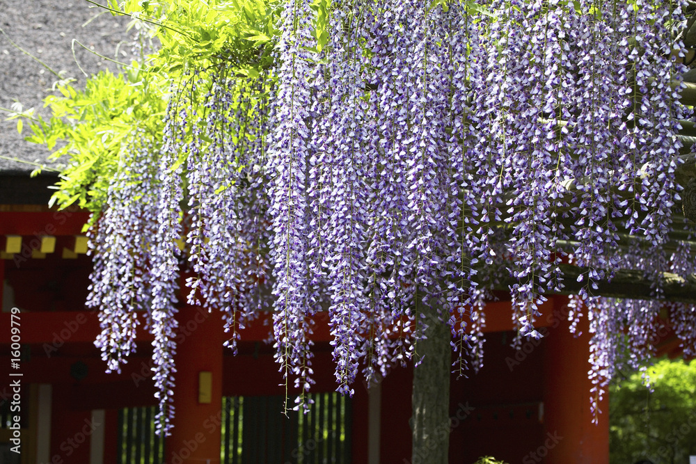 Photography 春日大社フジの花