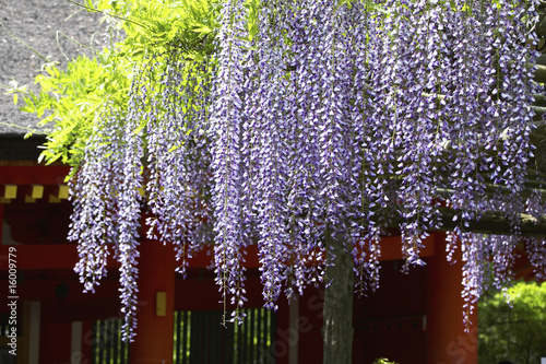 春日大社フジの花 photo