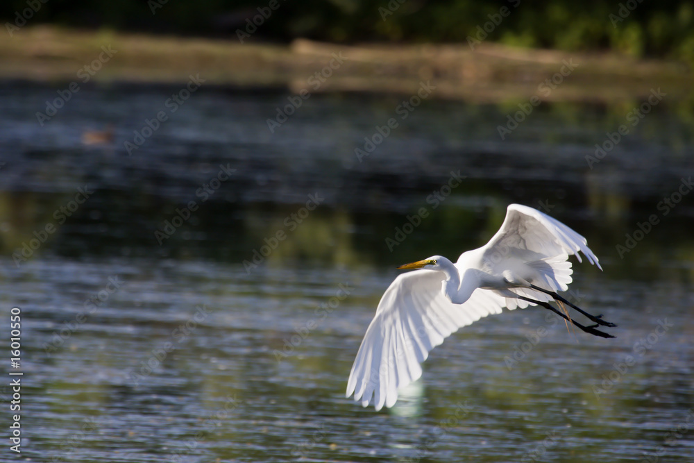 Great White Egret Great White Egret