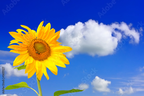 Vivid sunflower