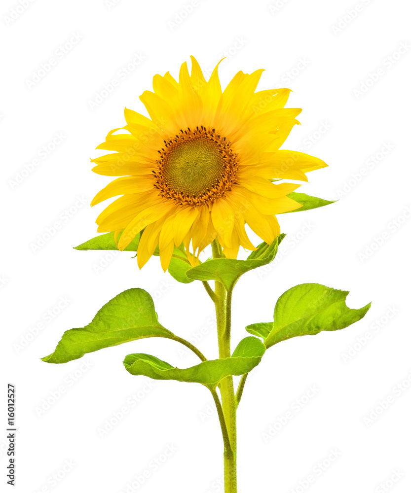 Fototapeta premium sunflower