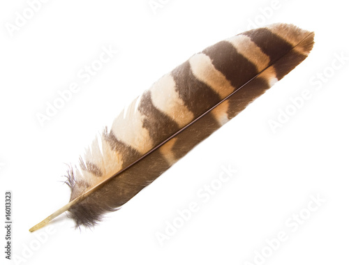 Owl Wing Feather Isolated