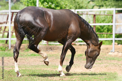 stallion in paddock