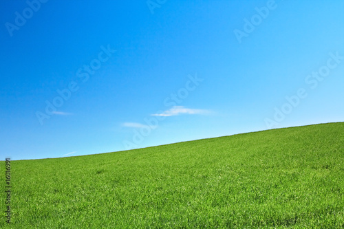 peaceful grassland