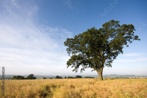 Single tree on a hilltop in England in summer
