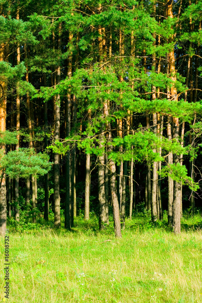 green forest green forest