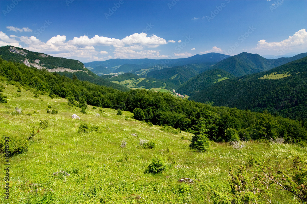 Obraz premium On the hillside...