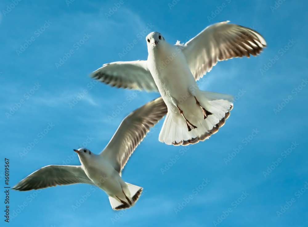 Fototapeta premium Close-up of seagulls