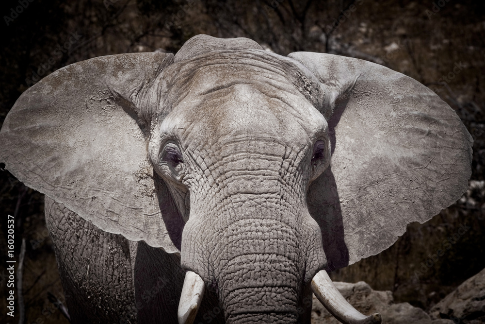 éléphant ivoire mamifère défense trafiquant trafic espèce afriqu - obrazy, fototapety, plakaty 