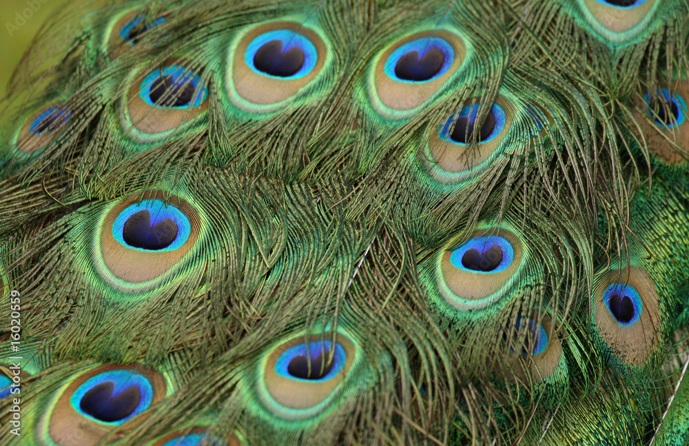 Fototapeta premium Peacock feathers